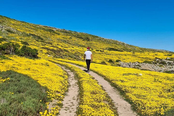 Cape West Coast Flower Tour - Photo 1 of 6